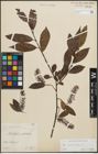 Foto von Salix pentandra L.